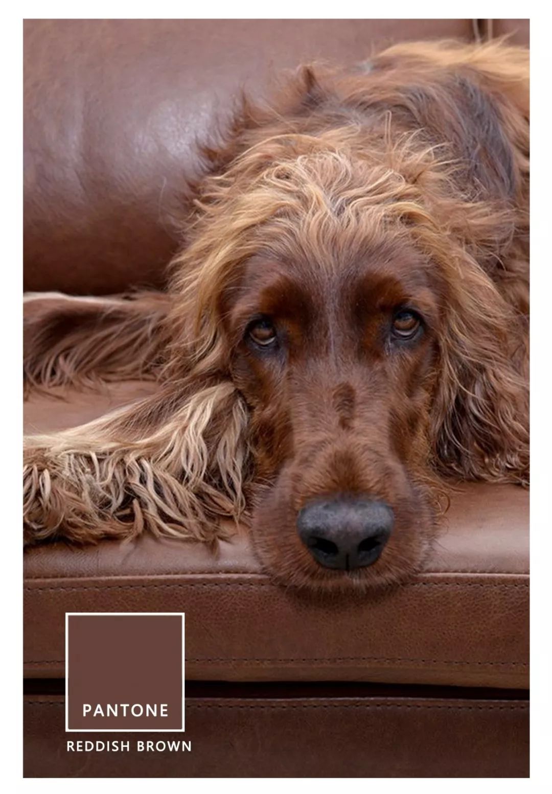 给你点颜色看看——红褐色/reddish brown-建e网设计资讯-室内设计