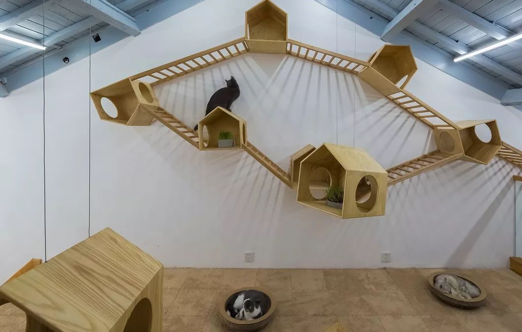 在这里撸猫发呆都是正经事