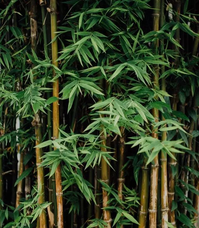 室内色彩寻春之竹色