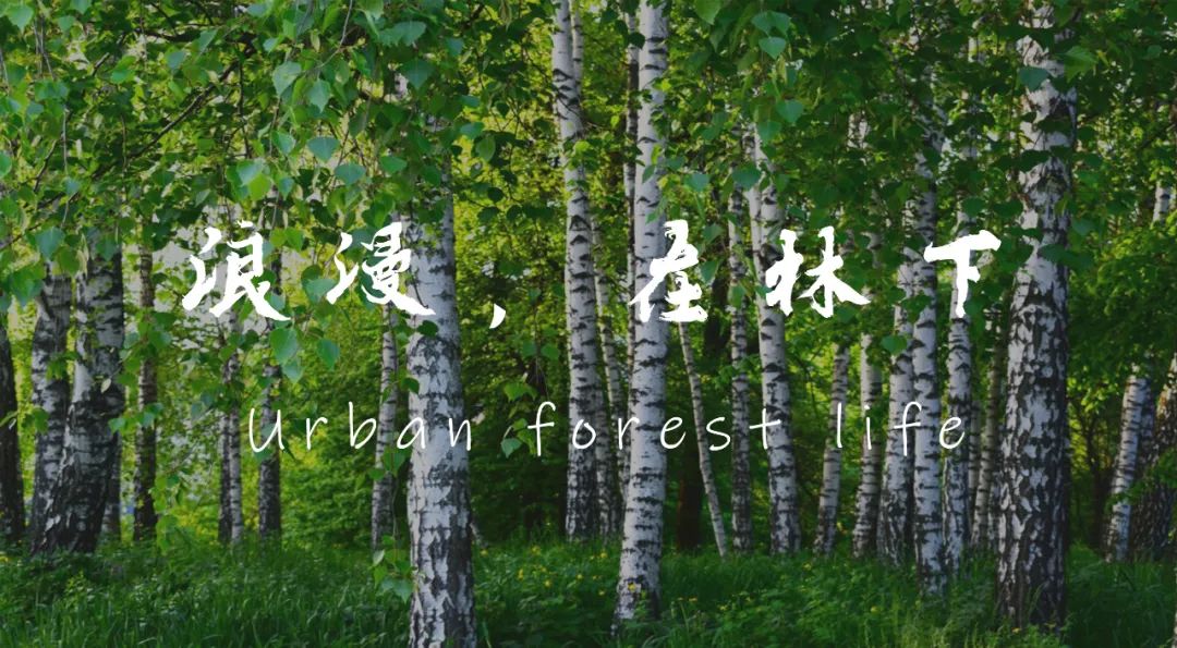 浪漫，在林下